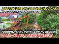Download Lagu AKHIRNYA ULAR COBRA KELUAR 🐍 ‼️SARANG PREDATOR DI ACAK-ACAK NORMALISASI KALI REMENTES BEKASI JABAR