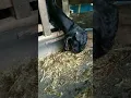 Download Lagu BEGINI REAKSI KAMBING MAKAN SILASE PERTAMA KALINYA - EDISI MELATIH KAMBING MAKAN SILASE