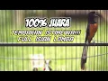 Download Lagu TEMBAKAN GANAS MURAI BATU ISIAN LOMBA INI 100% AMPUH BANGKITKAN EMOSI TARUNG