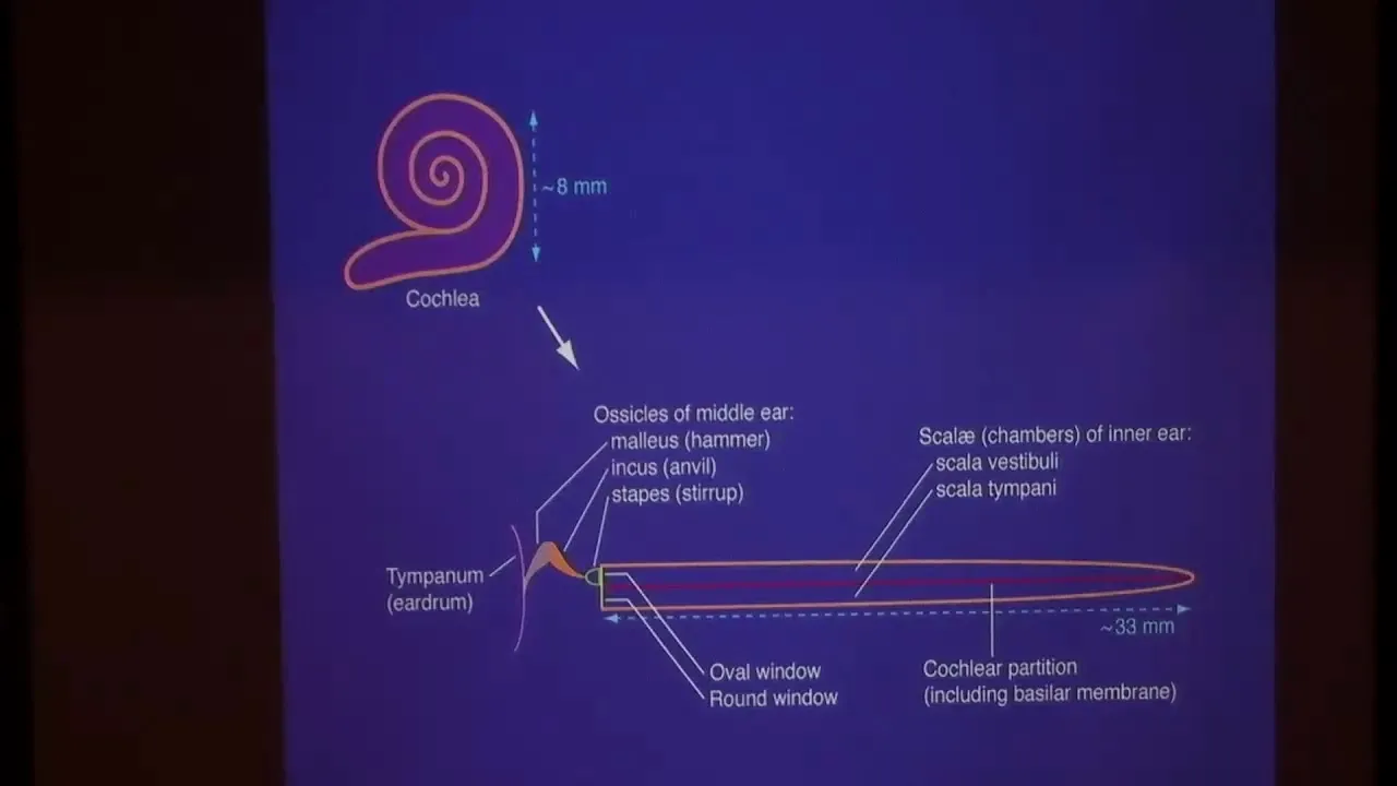 How Hearing Happens ▸ KITP Public Lecture by A. James Hudspeth