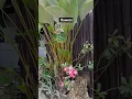 Download Lagu FLOWERS #yutubeshorts #music #flowers