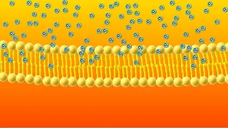 Diffusion Animation
