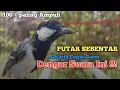 Download Lagu Pancingan Gelatik batu gelatik wingko Putar sebentar Gelatik Cepat Gacor dengar suara ini Buktikan !