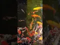 Download Lagu Why You Need koi fish pond Amazing mix many koi fish to one big pond koi fish pond wow top koi pond