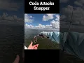 Download Lagu Barracuda STEALS Fish Right Off My Line! #fishing #barracuda