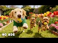 Lagu 24 Hours of Dog TV for Dogs to Watch 🐶🎧 Gentle Anti-Stress Music for Dogs \u0026 Peaceful Rest 🌿🐾