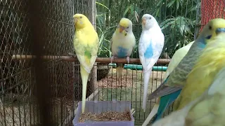 bazigar pakhi dak birds sounds 