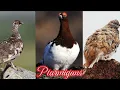Download Lagu Ptarmigan Birds#bird @Mama TV