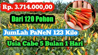 Download Panen Cabe Rawit Hasil sampai 123Kilo dari 120 pohon lebih 1kilo perpohon MP3