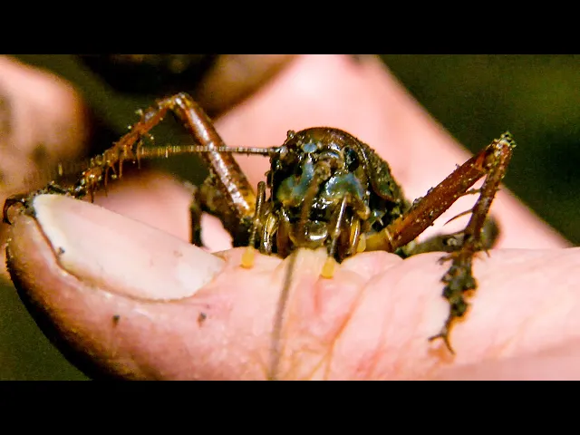 Swimming Cricket Bites Zoologist | The Dark:  Nature's Nighttime World | BBC Earth