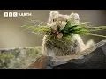 Pika: The Tiny Mountain Bandit | BBC Earth