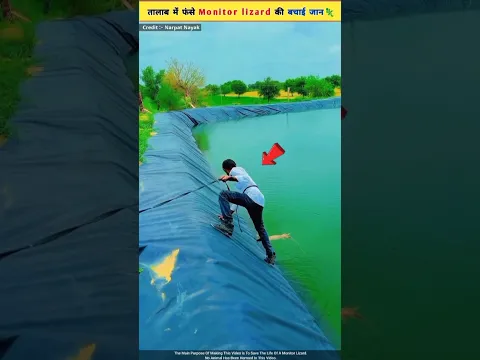 तालाब में फंसे मॉनिटर लिजर्ड🦎 की बचाई जान 😱🙏