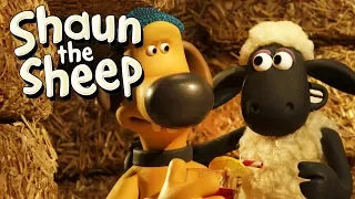 Download Turf Wars | Shaun the Sheep Season 5 | Full Episode MP3