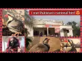 Download Lagu Meet the National Bird of Pakistan, Chakor, 🇵🇰 🐦 at Karachi huts of Quaid-e-azam University