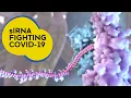 Download Lagu Running interference - how siRNA disrupts virus production in the body