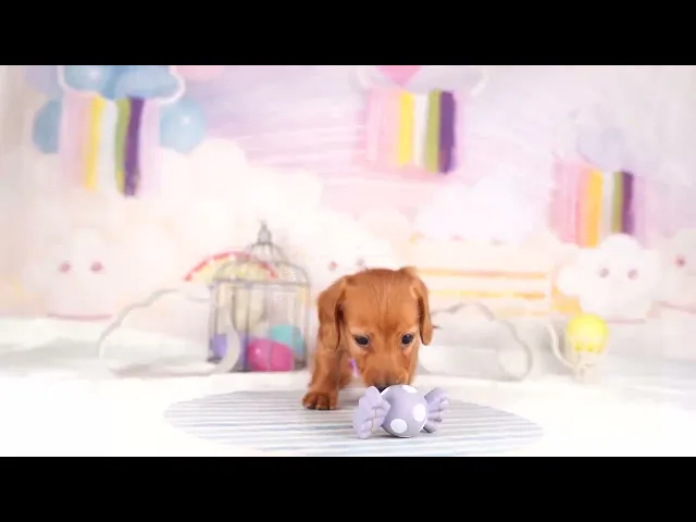 動画