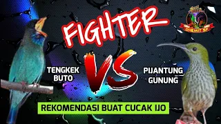 Download MASTERAN Fighter, Tengkek Buto VS Pijantung Gunung ❗️Rekom Buat Cucak Ijo MP3