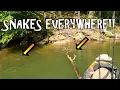 Curious Snakes on Lake Lanier