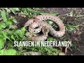 Download Lagu Ik Vind ALLE Slangen van Nederland! Ringslang, Adder en Gladde slang!