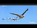 Hai Ou Fei Chu   -     Jiang Meng Lei [  海鷗飛處 -  江夢雷 ] Lirik \u0026 Terjemahan Sub Indo