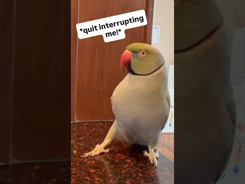 Ducky the π block! #parentlife #talkingbird #talkingparrot #cuteanimals #funnyanimals #funnypets