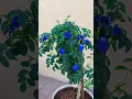 Download Lagu Aparajita Flower Bonsai tutorial |Complete Bonsai Process \u0026 Care Tips.#aparajitabonsai #BonsaiMaking