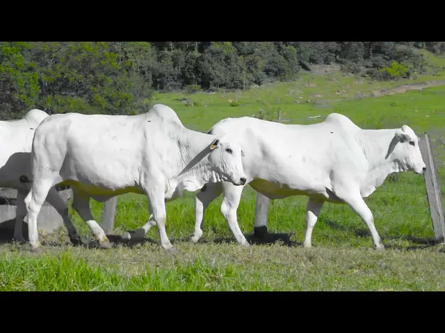 3 Matrizes Nelore Mocho P.O.