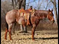 Dusters Gold Delight - Hip 290 2022 Triangle Horse Sale