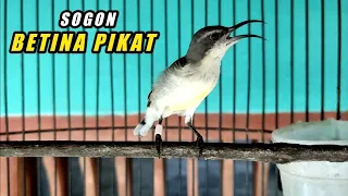 Download SOGON BETINA MEMANGGIL JANTAN | SUARA PIKAT SOGON BETINA GACOR MP3