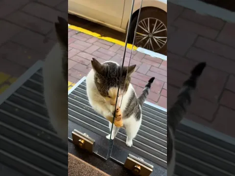 Let me in #cat #strugglelife #shorts