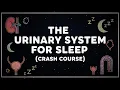 Anatomy And Physiology For Sleep The Urinary System To Fall Asleep To