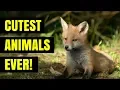 Download Lagu Cutest Foxes at Play: How many are there?