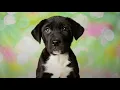 Mastiff Lab Mix Meet The Mastador