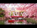 Download Lagu Japan 4K - Spring Adventure: Cherry Blossoms, Himeji Castle, Petal Rivers - Relaxing Piano 4K UHD
