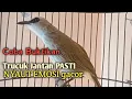 Lagu Trucuk BETINA Memanggil Jantan Cuk Cuk TAJAM EMOSI BIRAHI Pancingan Trucukan Gacor SUKA DIAM \u0026 MACET