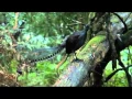 Lyrebird song - Stephen Powell Wildlife Artist