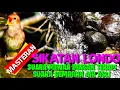 Download Lagu SIKATAN LONDO DENGAN TERAPI SUARA AIR,BURUNG NYAMAN MENDENGARKANNYA