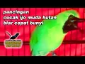 Download Lagu {Masteran OmKicau} Suara Burung Cucak Hijau Ini Bagus Untuk Macetan/Muda Hutan Cucak Hijau Anda