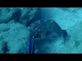 Download Lagu Big groupers!!!  Spearfishing  Northcyprus