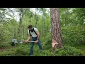 Cutting down big pine tree with axe - how to