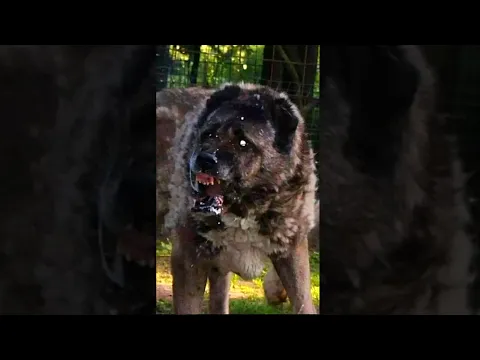 kangal dog transformation 🔥💥 | #shorts