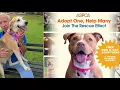 CEO MESSAGE COME ADOPT AND FIND GREAT DEALS ON DOGS AND CATS