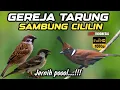 Download Lagu Jernih poool❗MASTERAN GEREJA TARUNG SAMBUNG CILILIN PANJANG