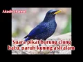Download Lagu Suara pikat burung ciung batu paruh kuning asli alam mp3