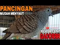 Download Lagu PERKUTUT LOKAL GACOR | SUARA BESAR PALING AMPUH MUDAH NYAUT CEPAT GACOR