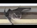 Mayo Clinic Minute What you should know about bats and rabies