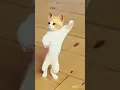 Download Lagu cute cat dance ☺️#finnyvideo #cute#shorts #viral #shortfeed #ytshorts #creativeshorts908#viralvideo😻
