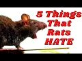 5 Things That Rats Absolutely Hate That You Might Do
