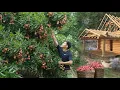 Download Lagu Oogst de tweede grote lychee van het seizoen om te verkopen. Verdien geld en bouw een nieuw huis