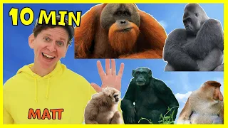 Monkeys and Apes Long Play | What Do You See? Song and More | Dream English Kids